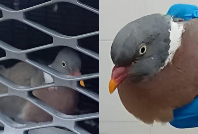 Pigeon Survives 80-Mile Drive Stuck in Car’s Front Grille