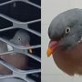 Pigeon Survives 80-Mile Drive Stuck in Car’s Front Grille