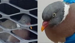 Pigeon Survives 80-Mile Drive Stuck in Car’s Front Grille