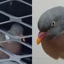 Pigeon Survives 80-Mile Drive Stuck in Car’s Front Grille