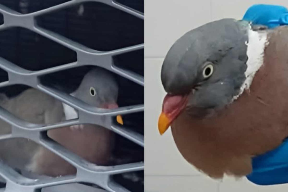 Pigeon Survives 80-Mile Drive Stuck in Car's Front Grille