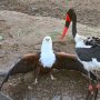 Eagle Snatches Meal from Storks