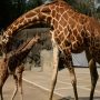 Rare Spotless Giraffe Joins USA Zoo