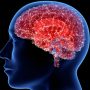 Australian Doctors Discover Live Brain Parasite in Woman
