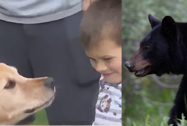 Dog Protects Connecticut Toddler, Chases Away Bear