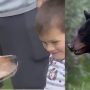 Dog Protects Connecticut Toddler, Chases Away Bear