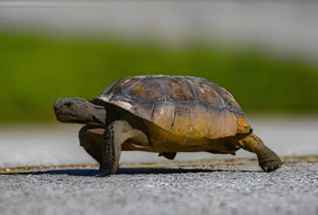 Turtle’s Gym Visit Goes Viral