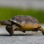 Turtle’s Gym Visit Goes Viral