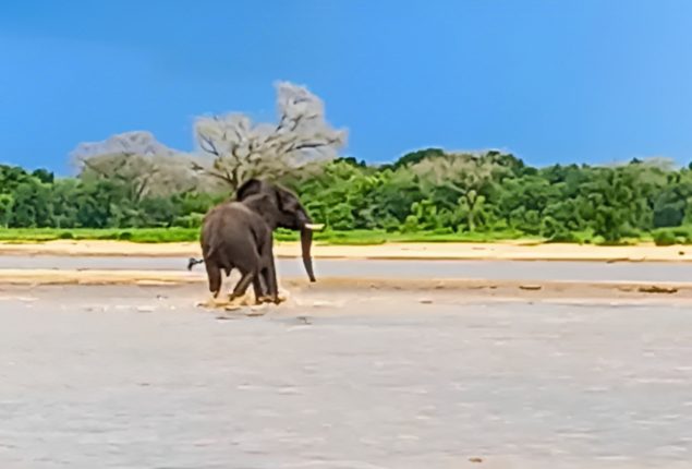 Elephant