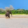 Elephant Rescues Itself by Swinging Crocodile Away