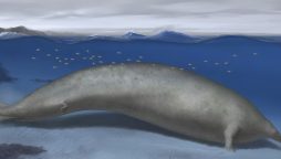 Heaviest Ancient Whale Found in Peruvian Desert