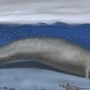 Heaviest Ancient Whale Found in Peruvian Desert