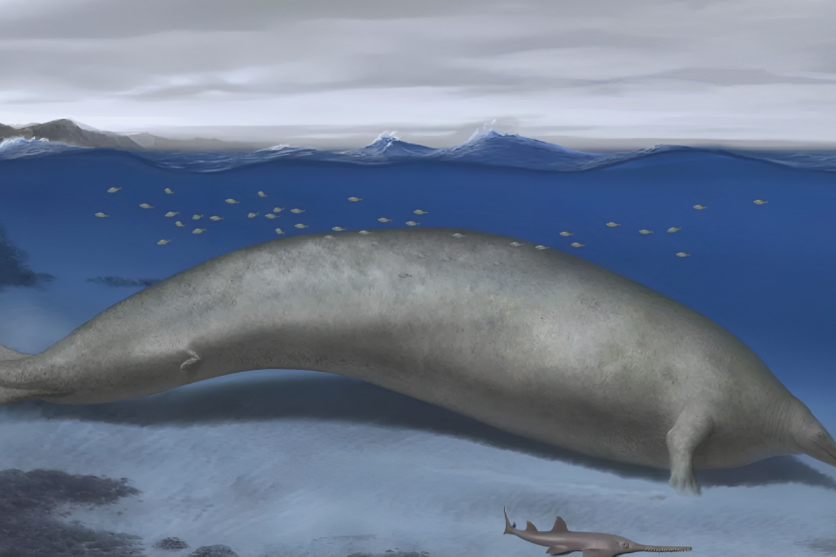 Heaviest Whale