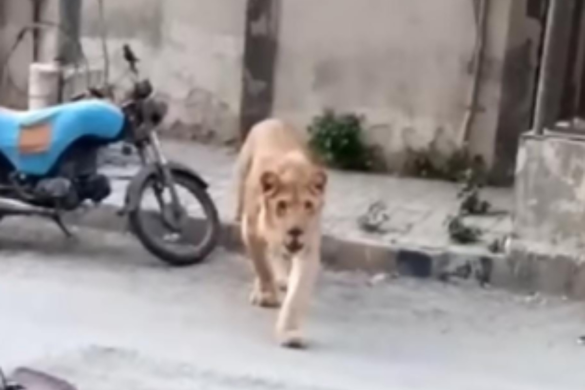 Lion Wildlife