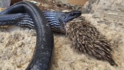 Giant Israeli Snake Bites Off More Than It Can Chew
