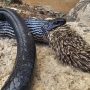 Giant Israeli Snake Bites Off More Than It Can Chew