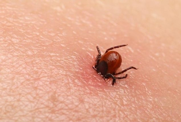 Another two cases of Congo virus brought to Quetta’s hospital