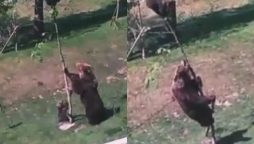 Watch: Hilarious Mama Bear Tries to Bring Baby Down from Tree