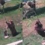 Watch: Hilarious Mama Bear Tries to Bring Baby Down from Tree