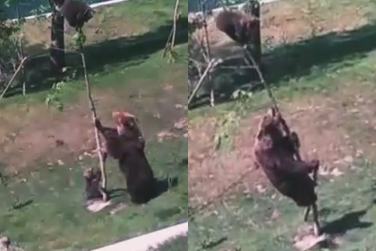 Watch: Hilarious Mama Bear Tries to Bring Baby Down from Tree