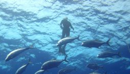 NZ Government Expands Marine Protection, Bans Bottom-Trawling