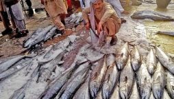 Karachi Fish Harbor Authority