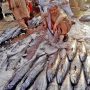 Karachi Fish Harbor Authority demands Rs150 mn for security by Sindh govt