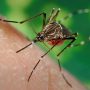 Sri Lanka records over 58,000 dengue cases, 38 deaths this year