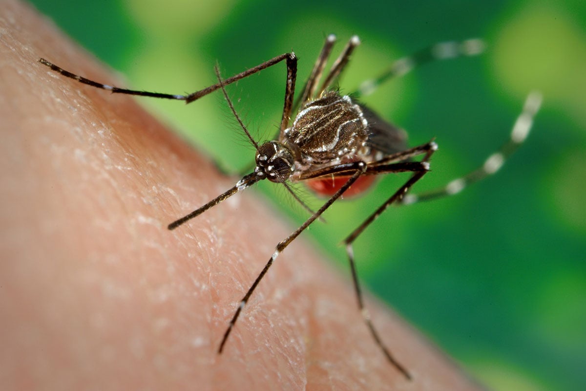 new dengue