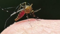 Sindh Malaria