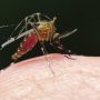 Sindh interim CM takes notice of rising malaria cases in province