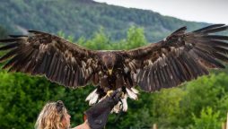 Scottish Dogs Trained to Foil Eagle Attacks