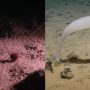 Deep Ocean Mining Sites Rich in Unknown Life