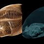 Denver Zoo CT Scans Fish with Unusual Buoyancy