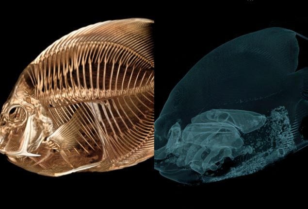 Denver Zoo CT Scans Fish with Unusual Buoyancy