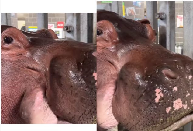 Hippo