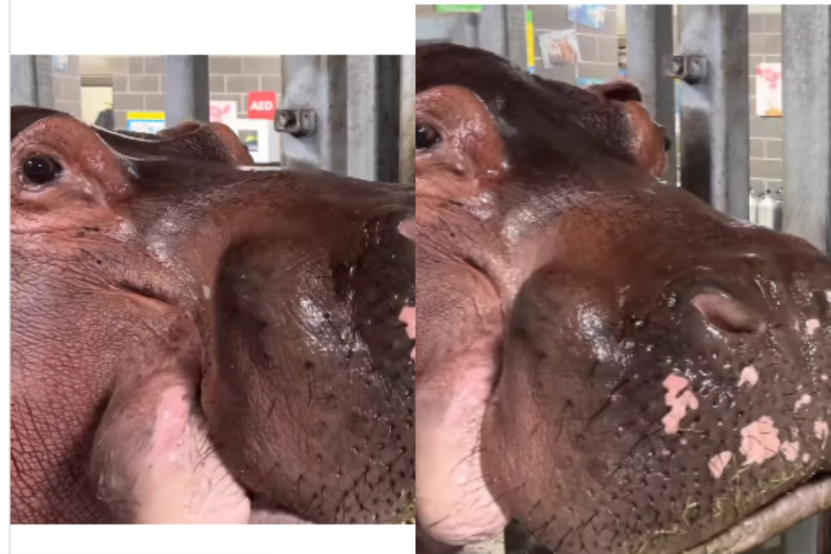 Hippo