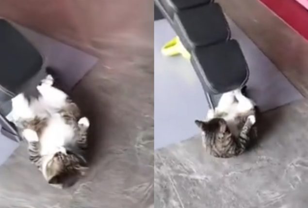 Cat