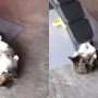 Viral Video: Gym-Going Cat Hilariously Masters Crunches