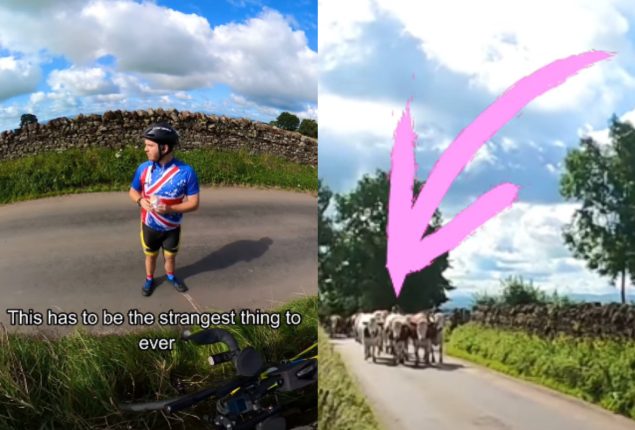 Herd of Cows