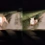 Viral Video: Tiger strolls through a sugarcane field at night