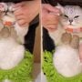 Watch Sensational Cat’s Belly Dance Moves