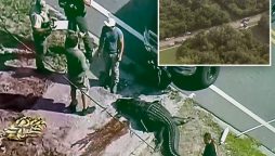 Viral: Giant 14-Foot Alligator Found With Body in US Canal