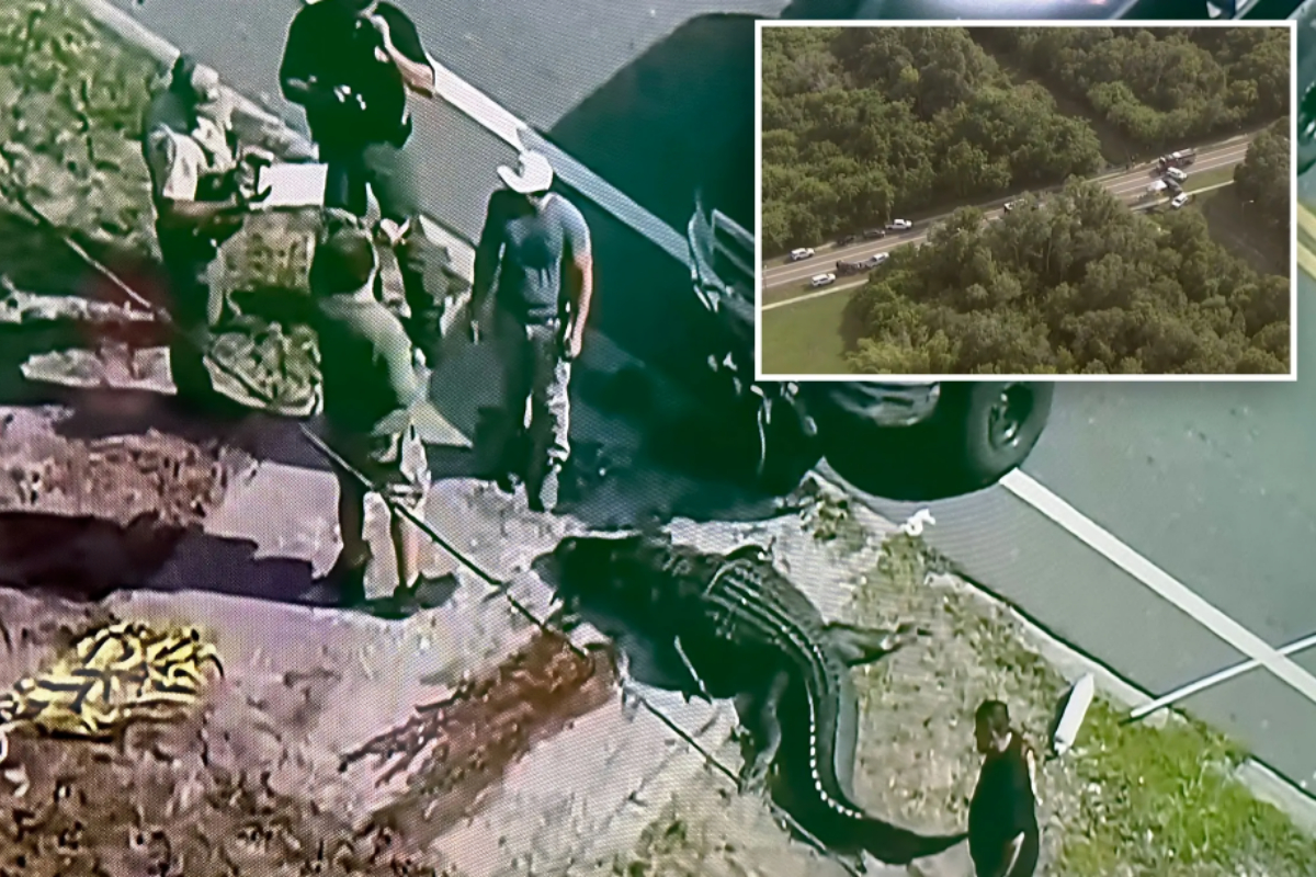 Alligator