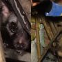 Watch: Civet rescued by a man from a house