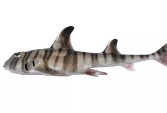 Creepy shark found in sea with human teeth
