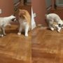 Cat’s Sneaky Prank Leads to Adorable Kitty Encounter