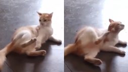 Cat Engages in Playful Battle with Its Own Leg – Must See!
