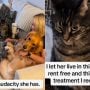 Viral Video: Jealous Cat’s Take on Human Petting a Dog