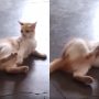 Cat Engages in Playful Battle with Its Own Leg – Must See!